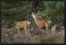 Edelhert, Red Deer, Cervus elaphus Location: the Netherlands edelhert 7D 2840 kopie